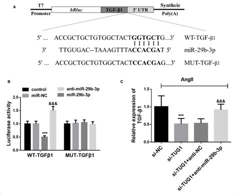 tgf β1 is a direct target gene of mir 29b 3p a complementary download scientific diagram