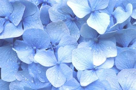 10 Ide Pastel Blue Light Blue Flowers Aesthetic Meen On