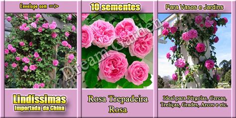 Rosa Trepadeira Pink Sementes Flor Para Mudas R 999 Em Mercado Livre