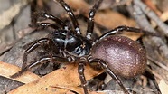 Conoce a la terrorífica “araña de Sidney” la más venenosa del mundo