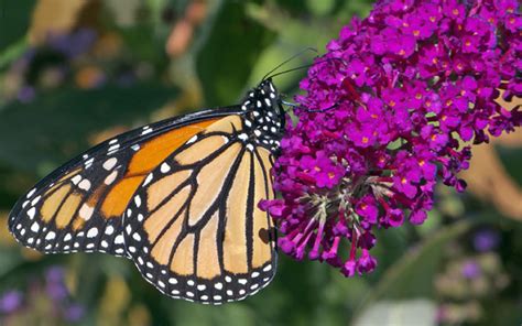 Buy Attraction Butterfly Bush Buddleia For Sale Online