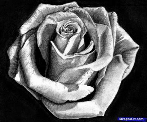 Rose Pencil Sketch Pencil Sketches Easy Pencil Drawings Of Flowers