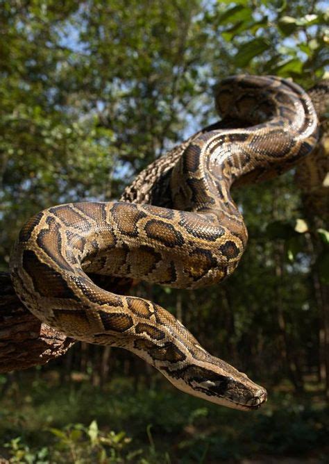 16 Best Giant Anaconda Ideas Anaconda Giant Anaconda Snake