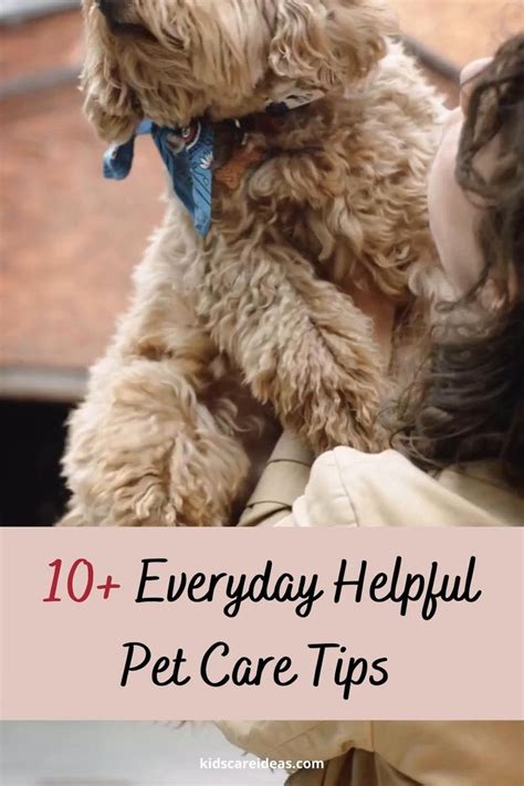 10 Everyday Helpful Pet Care Tips Hills Pet Video Video Dog