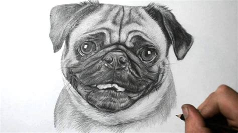 How To Draw A Dog Pug Youtube