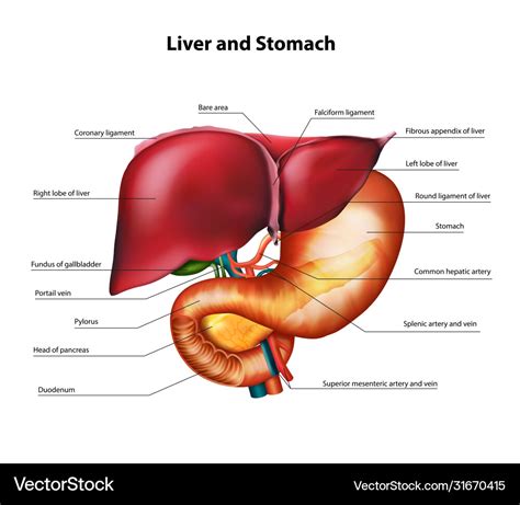 Liver Anatomy And Function