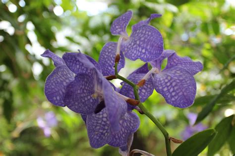 Grow And Care Vanda Coerulea Orchid The Blue Vanda Travaldos Blog