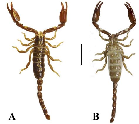 The Scorpion Files Newsblog A New Species Of Diplocentrus From Mexico