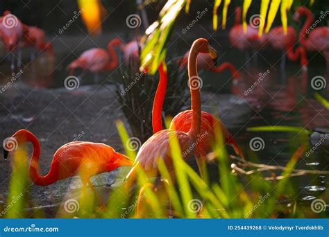 American Flamingo Flamingos Beauty Birds Group Of Flamingos Stock