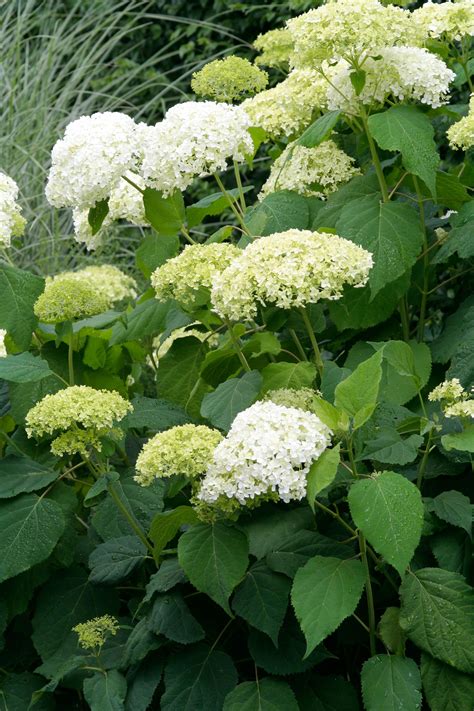 Annabelle Hydrangea Stunning Pure White Flowers Much Larger Than The