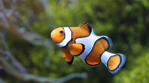 ikan nemo clownfish ciri harga jenis   merawat
