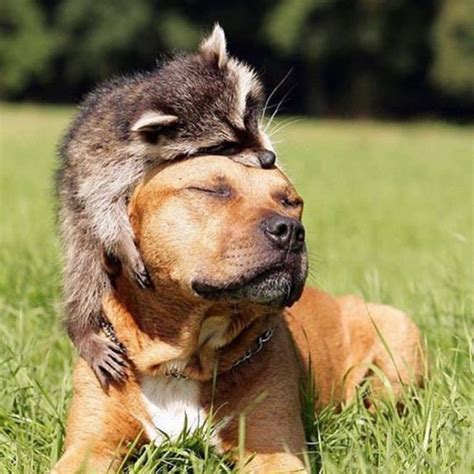 Unlikely Friendships Freekibble