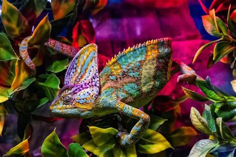 17 Best Pet Chameleons Types Of Chameleon Species Everything Reptiles