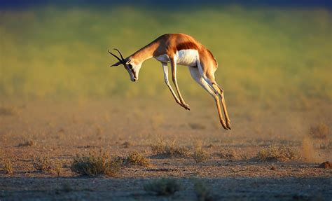 Running Springbok Jumping High Photograph By Johan Swanepoel Fine Art