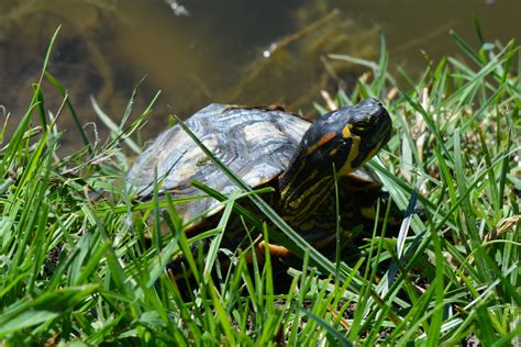 Free Images Water Nature Grass Lawn Wildlife Pet Green Turtle