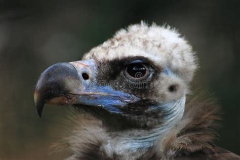 Head Of Vulture Stock Image Image Of Feathers Closeup 25669997