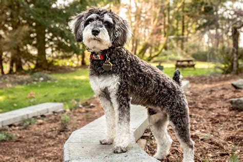 Are Schnoodles Born With Tails