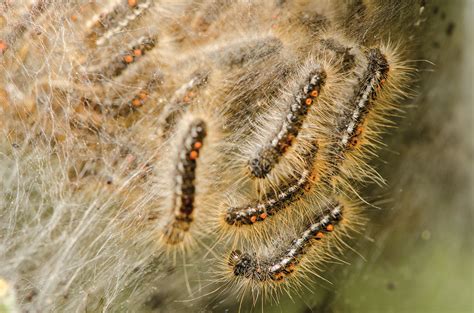 Browntail Moth Caterpillars Wreak Havoc On Maine Down East Magazine