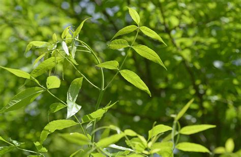 How To Grow And Care For Green Ash