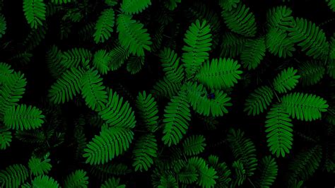 Download Wallpaper 1920x1080 Foliage Plants Green