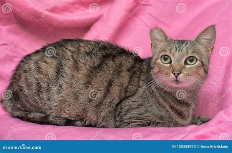 Striped Cat With A Clipped Ear Stock Photo Image Of Homeless Clipped
