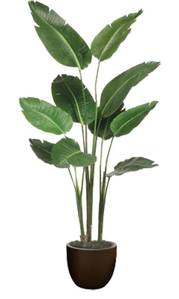 Floor Plant Png Png Image Collection