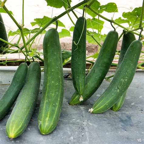 Cucumber Burpless — Green Acres Nursery And Supply