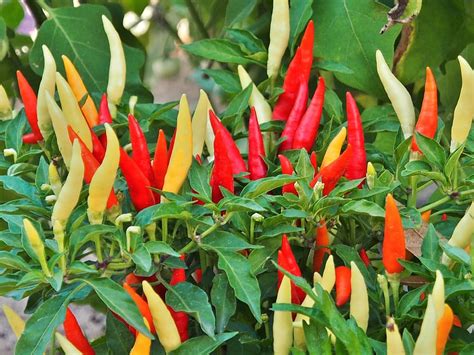 Capsicum Annuum Longum Group Cayenne Pepper Chili Pepper Hot