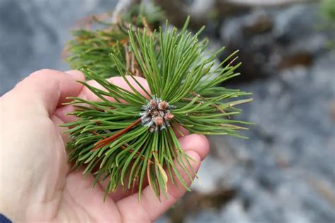 22 Impressive Pine Needle Uses Youd Never Have Thought Of