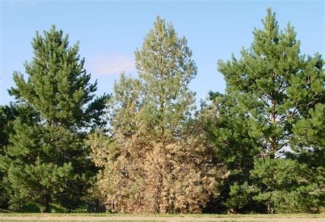 Simply Trees Two Serious Diseases Of Pines Home And Garden