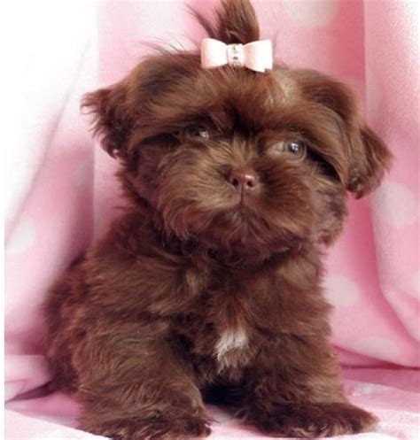 Check spelling or type a new query. Chocolate Shih-Tzu | Shih Tzu | Pinterest | Chocolate