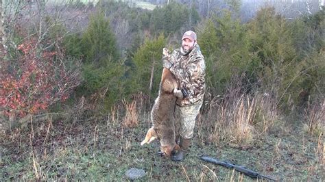50 Lb Coyote Coyote Hunting East Tennessee Youtube