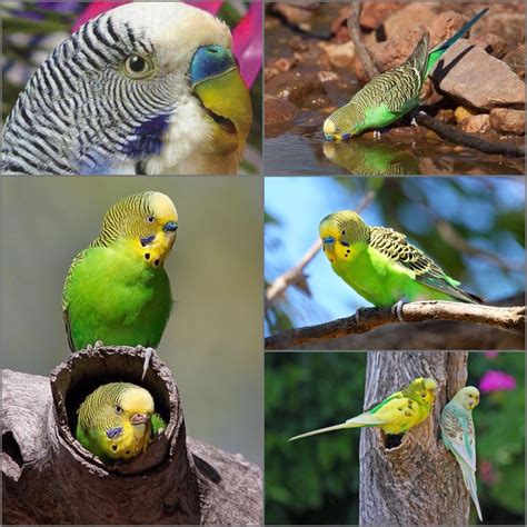 Budgerigar Common Pet Parakeet Shell Parakeet Informally Nicknamed