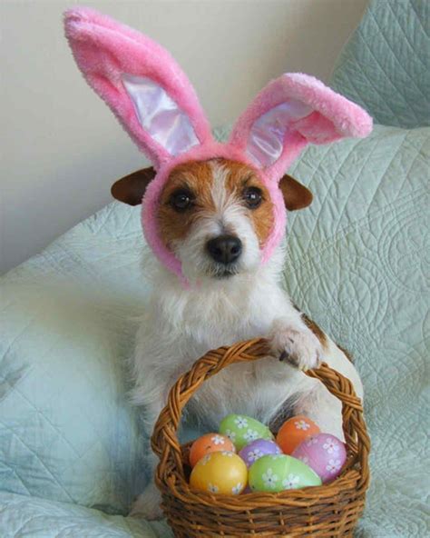 Easter Basket Easter Pets Easter Pet Photos Cute Dogs