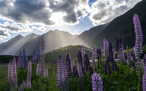 Download Wallpaper 3840x2400 Lupine Flowers Mountains Landscape