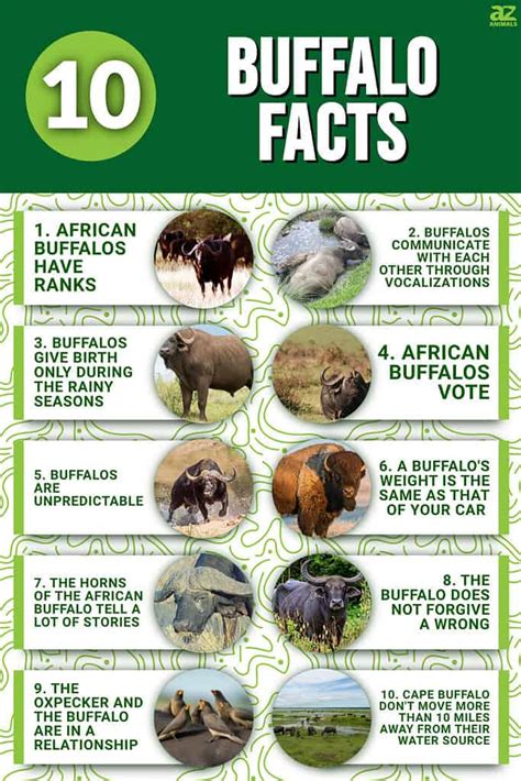 10 Incredible Buffalo Facts A Z Animals