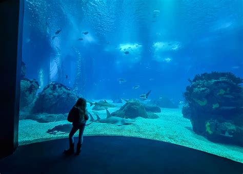 Lisbon Aquarium Review Oceanario Parque Das Nacoes Mummytravels