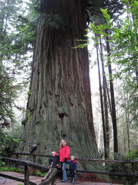 Into The Wild Oregon Redwoods Not Oregon