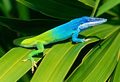 All About Blue Animals Anole Annals