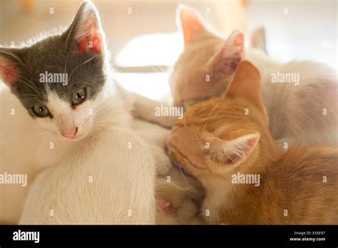 Kittens Cuddling With Mother Cat Stock Photo Alamy