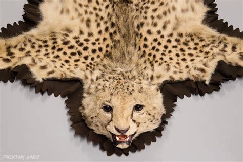 Taxidermy Cheetah Skin By Rowland Ward Taxidermy Jungle