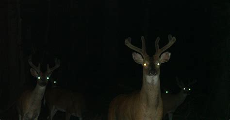 Tribes Could Soon Begin Nighttime Deer Hunts In Northern Wisconsin