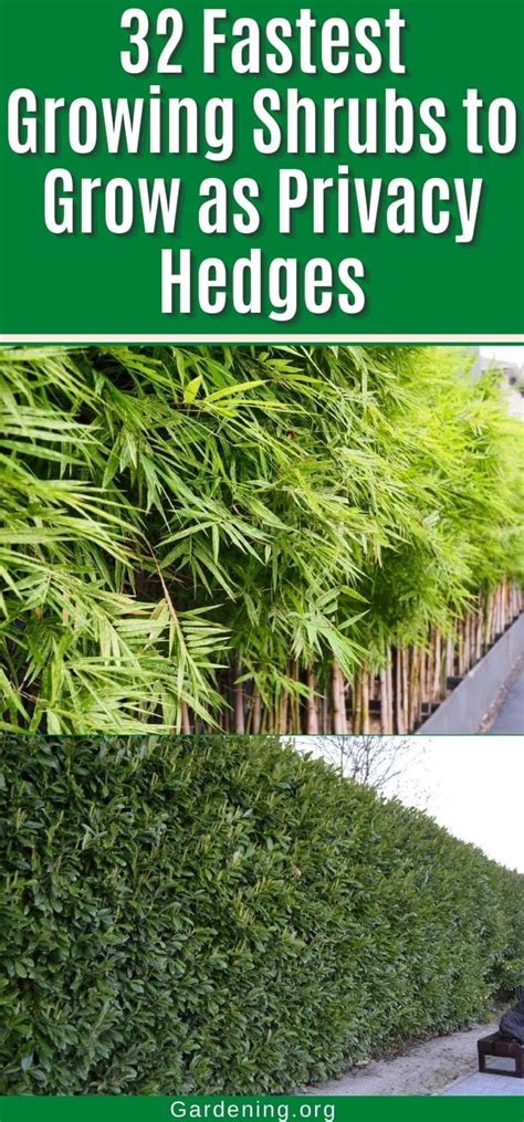 Privacy Hedges Fast Growing Shrubs For Privacy Fast Growing Shrubs