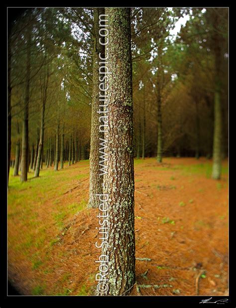 Pine Tree Plantation Timber Production Forest Pinus Radiata With Tree