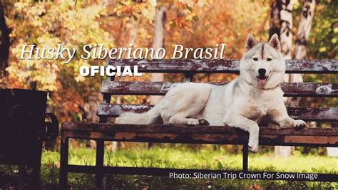 husky siberiano brasil public group facebook