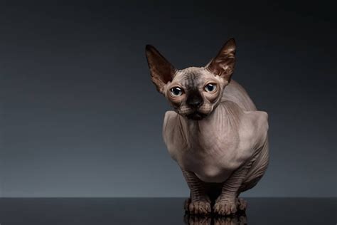 Sphynx Cat The Ultimate Guide To Their History Types Characteristics
