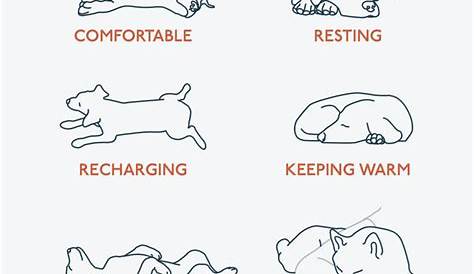 PetLab Co. - What Do Dog Sleeping Positions Mean?