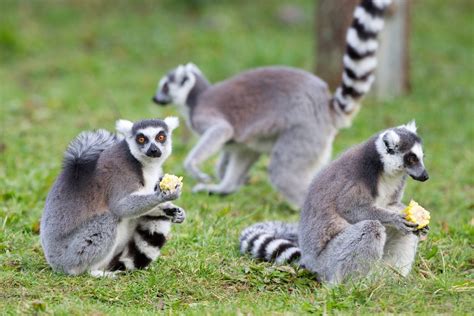 Ring Tailed Lemur Dublin Zoo