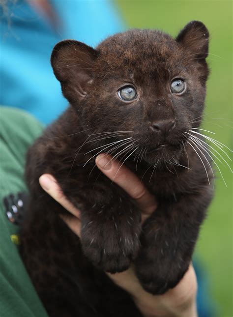 Just A Baby Panther Born Today At The Berlin Zoo Aww