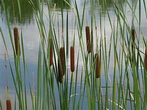 Image result for cattails